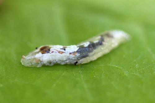 Episyrphus balteatus